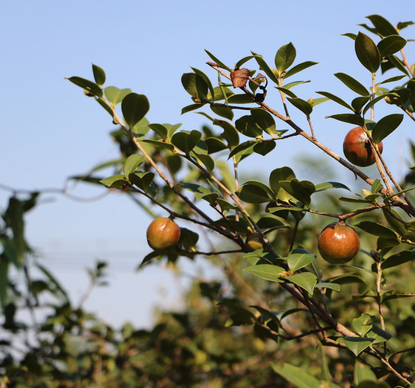 野生(shēng)山(shān)茶油